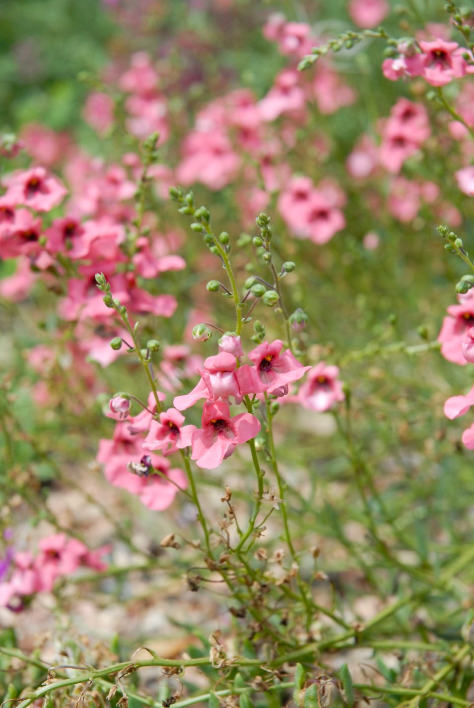 Coral Canyon Twinspur